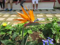 0195 Flora aus Penang