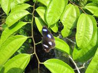 0232 Schmetterlingsfarm Penang