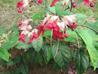 0312 Orchideengarten Kuala Lumpur