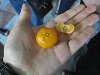 0425 Obststände auf dem Nachtmarkt