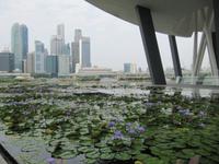 0433 Lotusblumenteich an der Bayfront