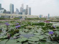 0435 Lotusblumenteich an der Bayfront