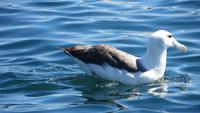 0287 Otago-Halbinsel - Bootsfahrt - Albatros