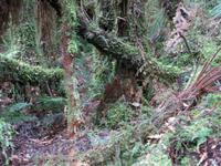 0789 Fox-Glacier - Spaziergang im Märchenwald