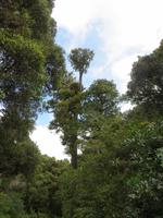1066 Ohakune - Wanderung auf dem Forest walk durch den herrlichen Wald