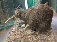 1179 Rotorua - Kiwi-Aufzucht-Station