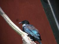 1194 Rotorua - Park Rainbow-Springs - Tui