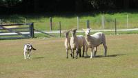 1305 Rotorua - Besuch der Show im Agrodom - der Augenhund treibt die Schafe nur mit seinen Blicken