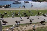 Vögel in Wanaka