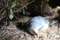 Junger Gelbaugenpinguin