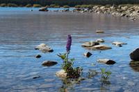Am Lake Tekapo