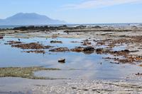 Kaikoura - Robbe am Strand 