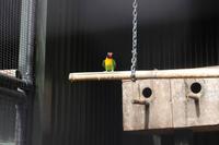 Schwarzköpfchen in Rainbow Springs