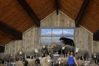 Schaf-Show im Agrodom in Rotorua 