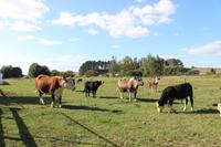 Farmaufenthalt bei Ron & Beth