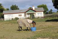 Farmaufenthalt in  Matamata