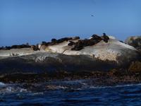 Hout Bay (Schifffahrt zu einer Robben-Kolonie)