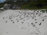 Boulders Beach bei Simon’s Town - Heimat der Brillenpinguine