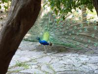Pfau