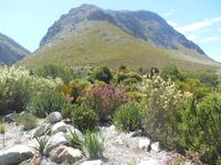Fahrt von Kapstadt nach Hermanus - Betty´s Bay (Botanischer Garten)