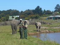 Knysna-Elefantenpark.