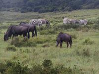 Abend-Safari am 24.02. - Streifen Gnus & Steppenzebras