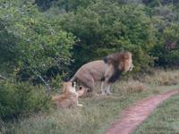 Abend-Safari am 24.02. - Löwen