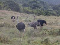 Morgen-Safari am 25.02. - Straußen