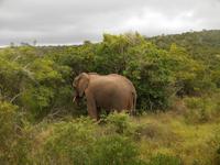 Morgen-Safari am 25.02. - Elefant