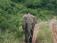 Morgen-Safari am 25.02. - Elefant