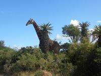 Kariega (Giraffe im Lodge-Bereich)