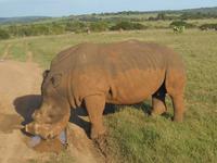Abend-Safari am 25.02. - White Rhino (Breitmaulnashorn)