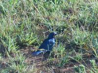 Morgen-Safari am 26.02. - Glanzstar