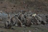 Hulman Affen in Ranthambore