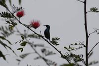 Nektarvogel