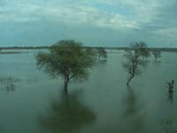 kanha - wasser überall