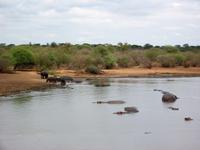 Kruger NP IV