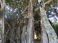 im Botanischen Garten