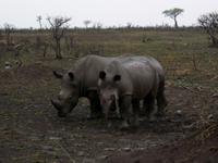 Kruger NP XII