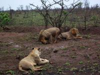Kruger NP XIII