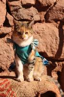 Hauskatzen in Chile werden angezogen