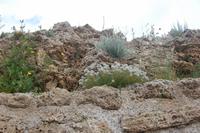 Bewachsene Stadtmauer von Alcúdia