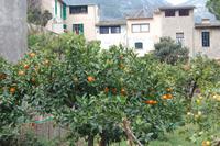 Orangenbäume in Sollér
