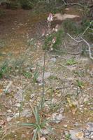 wilder Knoblauch