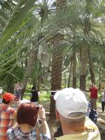 Und so erntet man die süßen Früchte ...