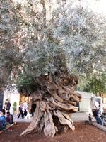 Einer der ältesten Olivenbäume