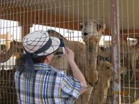 Auf dem Kamelmarkt