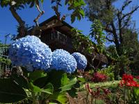 Kaffeeplantage am Vulcan Poas