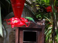 Kolibri