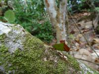 Ameisen bei der Arbeit